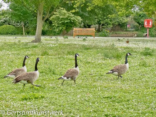 Walking geese