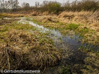 Wetlands