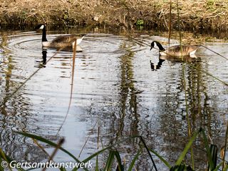 Geese