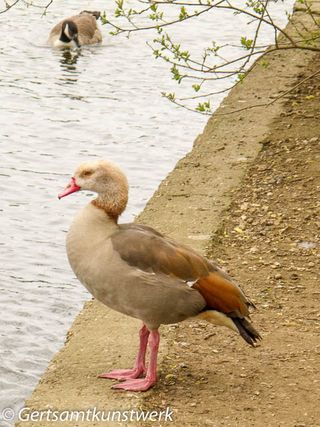 Egyptian Goose