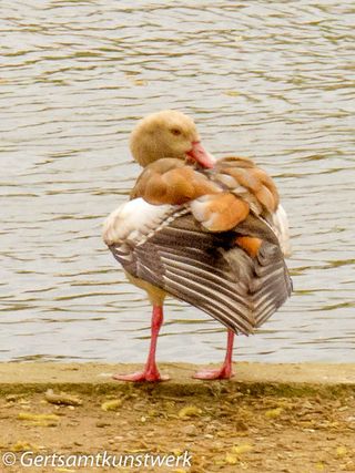 Egyptian goose (2)