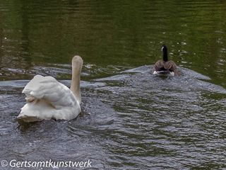 Swan and goose