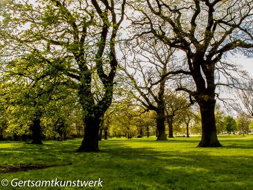 Contrast trees