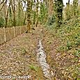 Woodland stream