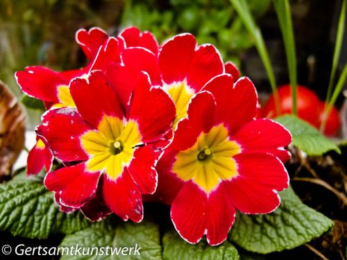 Red pansy