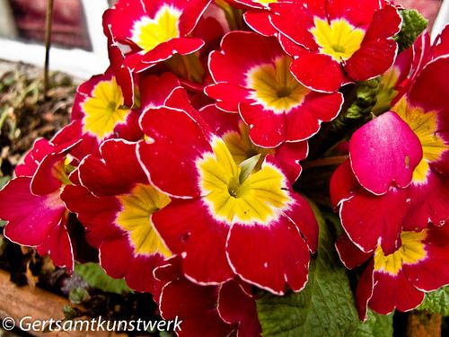 Red pansies