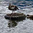 Duck on tyre