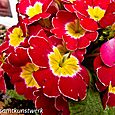 Red pansies