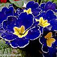 Blue pansy