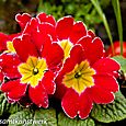 Red pansy