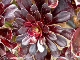 Aeonium zwartkop