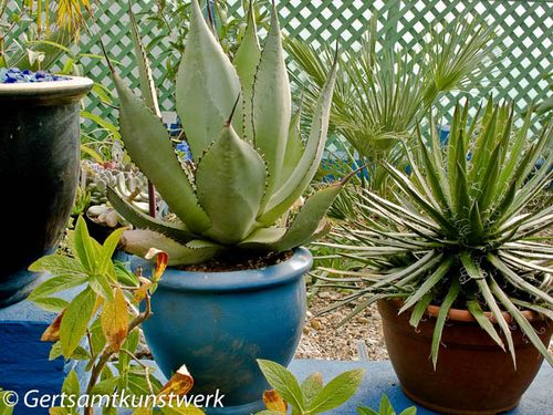 Succulents (2)