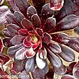 Aeonium zwartkop