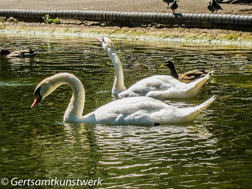 Swans