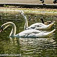 Swans