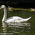 Swan & ducks
