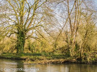 Branch in river