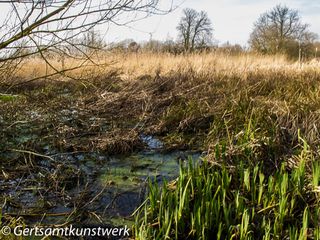 Wetlands (2)