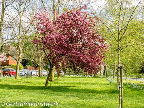 Blossom tree