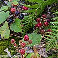 Blackberries