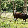 Common cattle