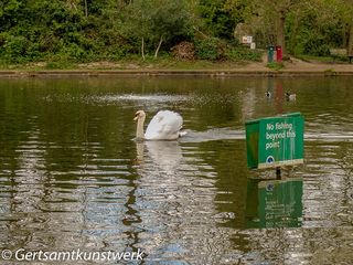 Swan