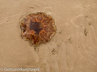 Lion's mane