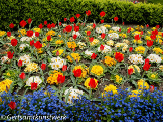 Red tulips