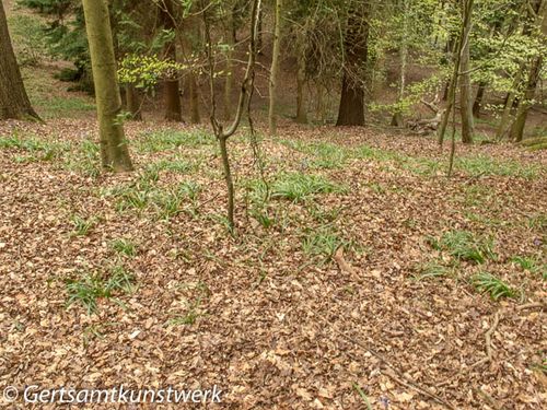 Hmm, what bluebells