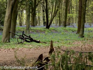 Distant bluebells