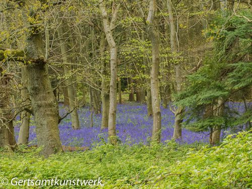 Sea of bluebells