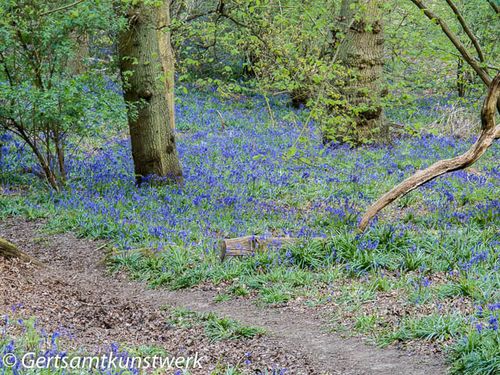 Secret bluebells