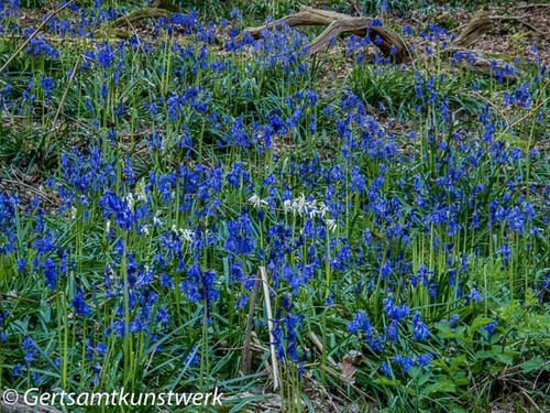 Bluebells and whitebells