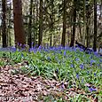 Leaves and bluebells