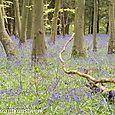 Bluebells and trunks