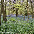 Bluebell wood