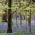 Saplings