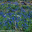 Bluebells and whitebells