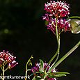 White butterfly