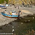 Gulls hovering