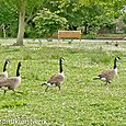 Walking geese