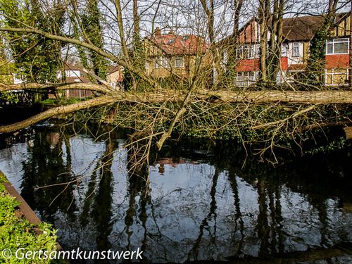 Fallen tree