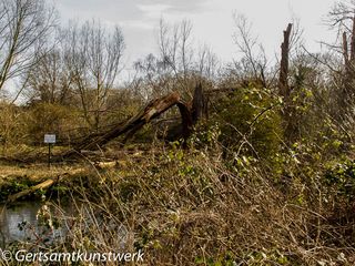 Broken trunk