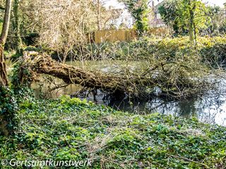 Fallen branch