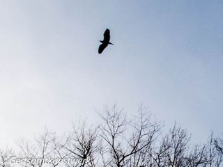 Heron flying