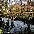 Fallen tree