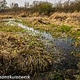 Wetlands