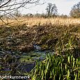 Wetlands