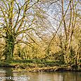 Branch in river