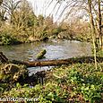 Fallen tree